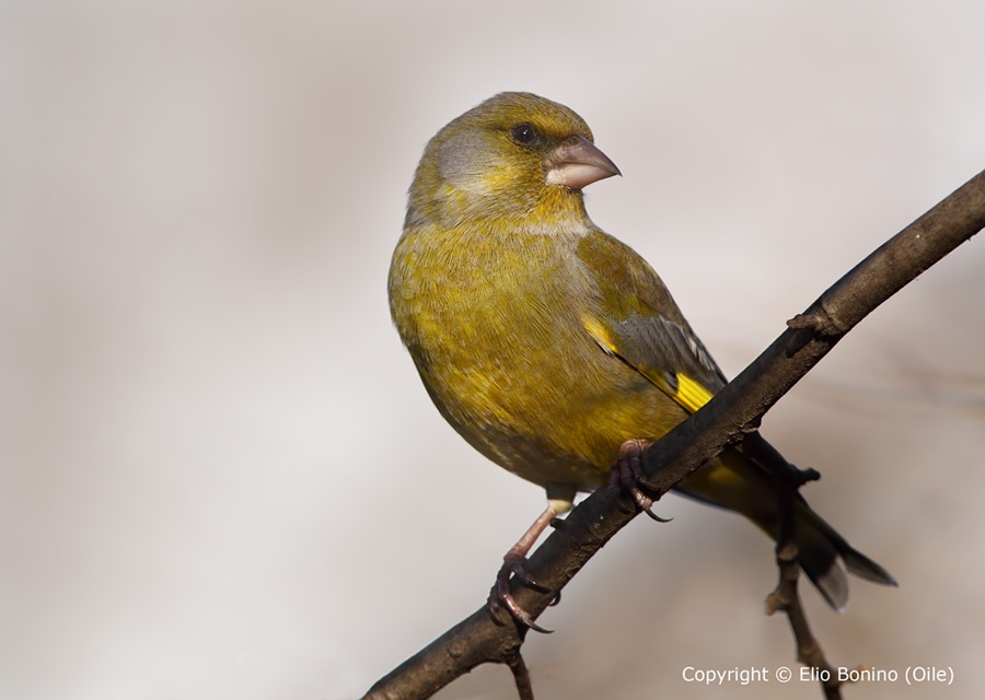 Verdone comune(Carduelis chloris chloris)