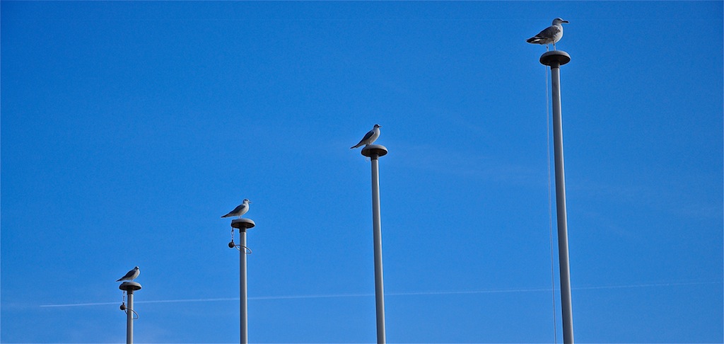 Podio per pennuti....