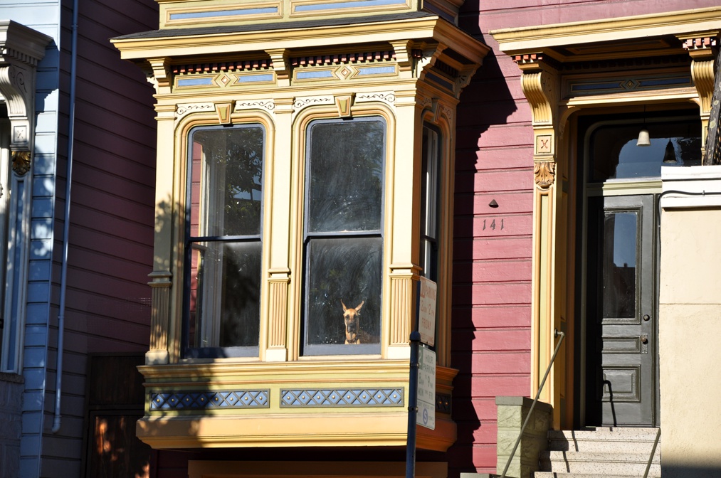 "Cagnolino d'appartamento"