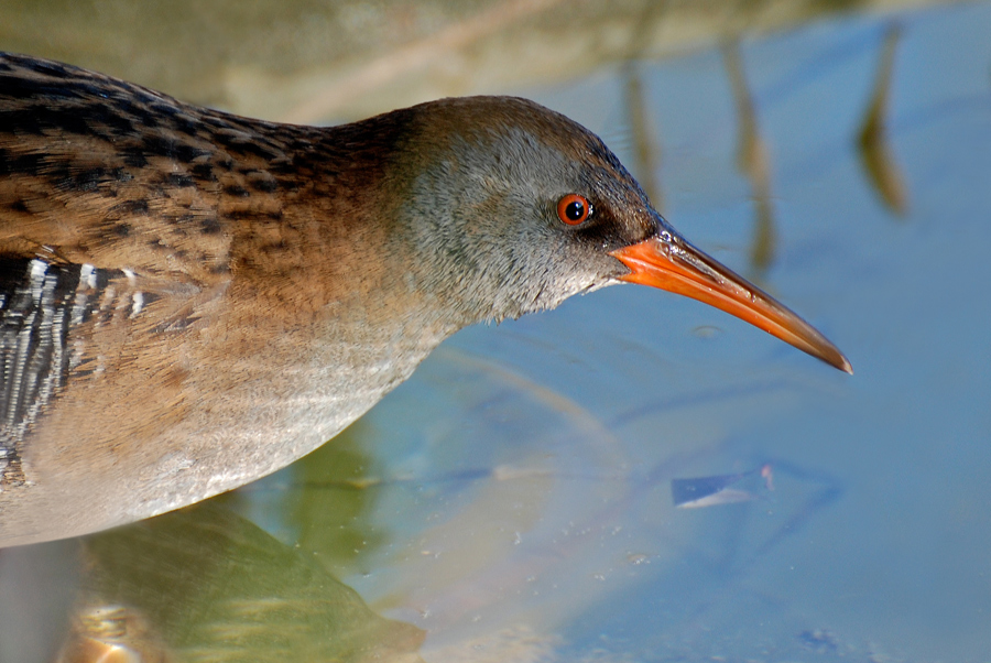 Ritratto di porciglione