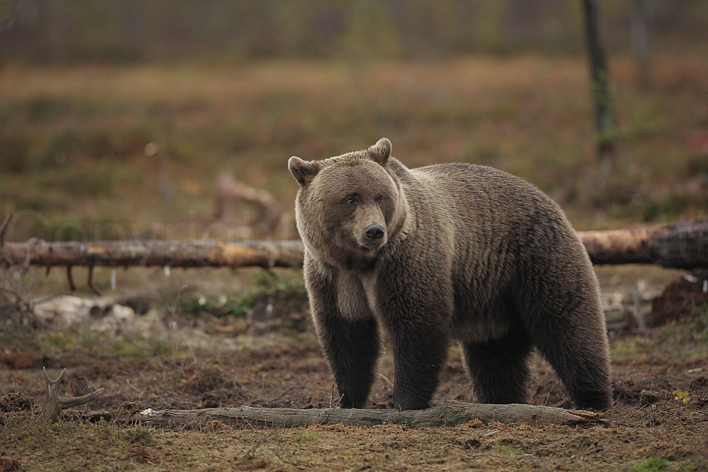 Ursus arctos - Orso Bruno