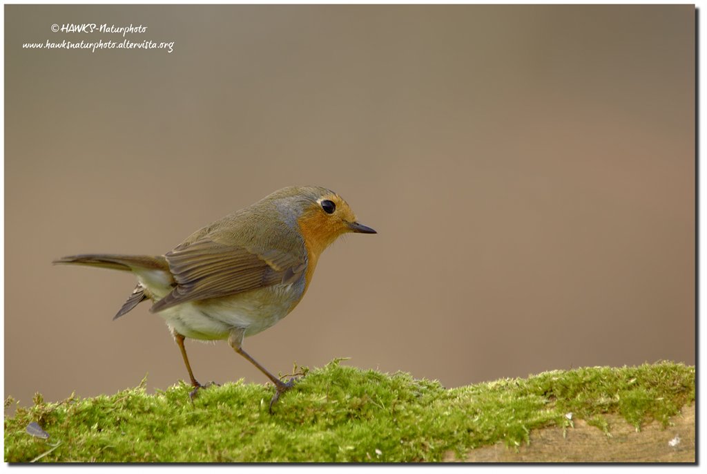 Pettirosso(Erithacus rubecula)