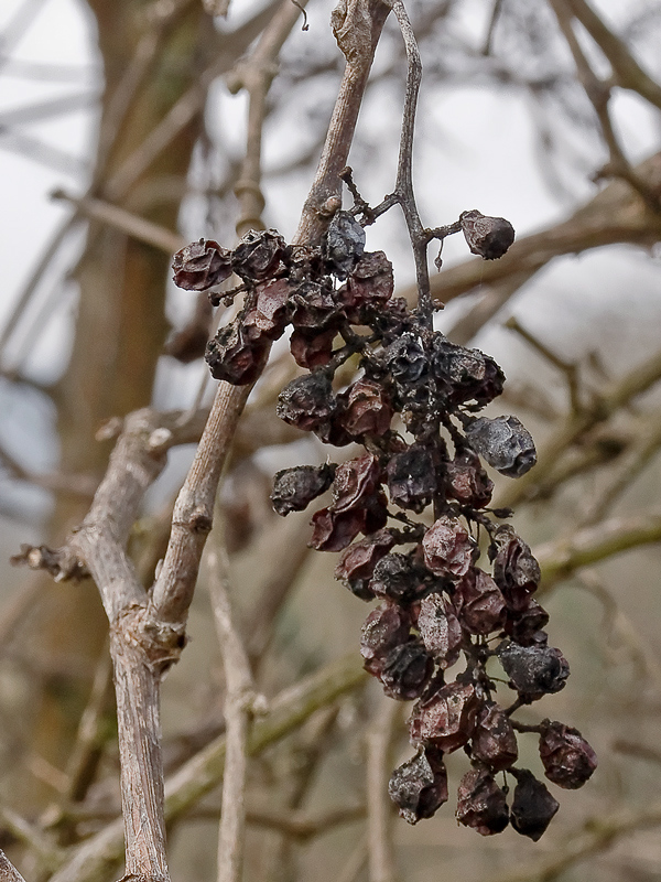 nel vigneto...d'inverno...