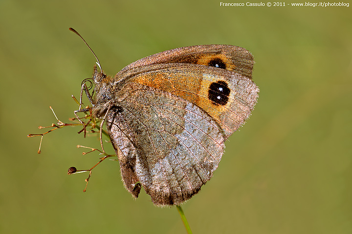 Erebia neoridas - Boisduval, 1828