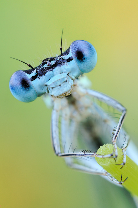 A me gli occhi...I parte