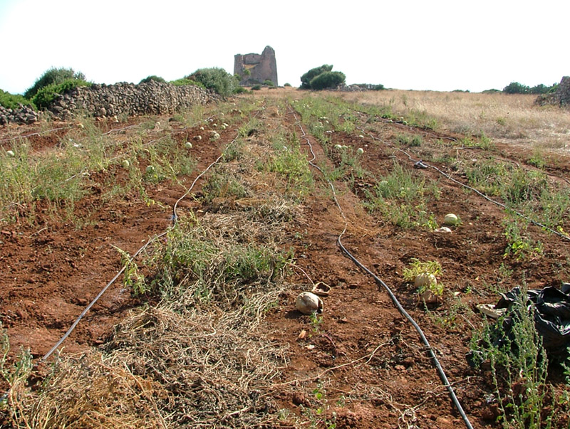 Campo di angurie... marce!