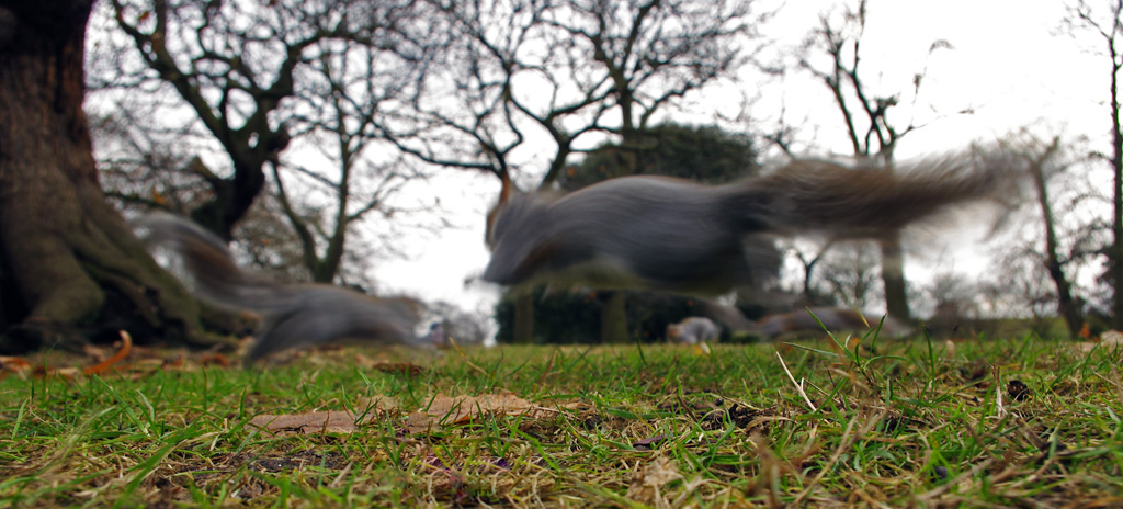 Squirrel #1: Run! Run!