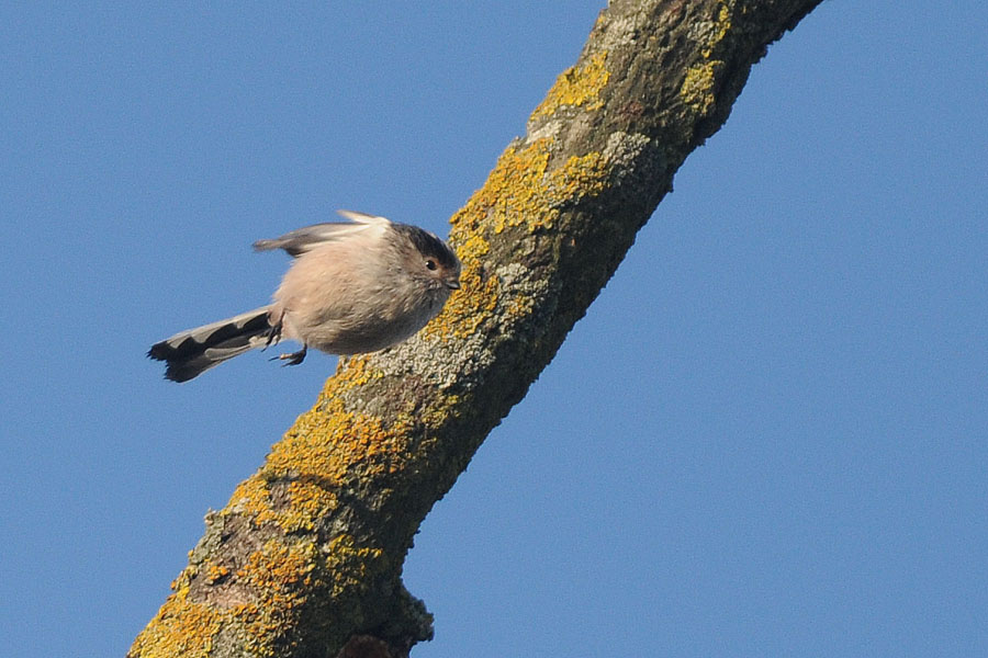 il volo del codibugnolo