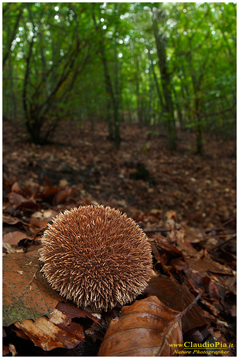 Lycoperdon echinatum