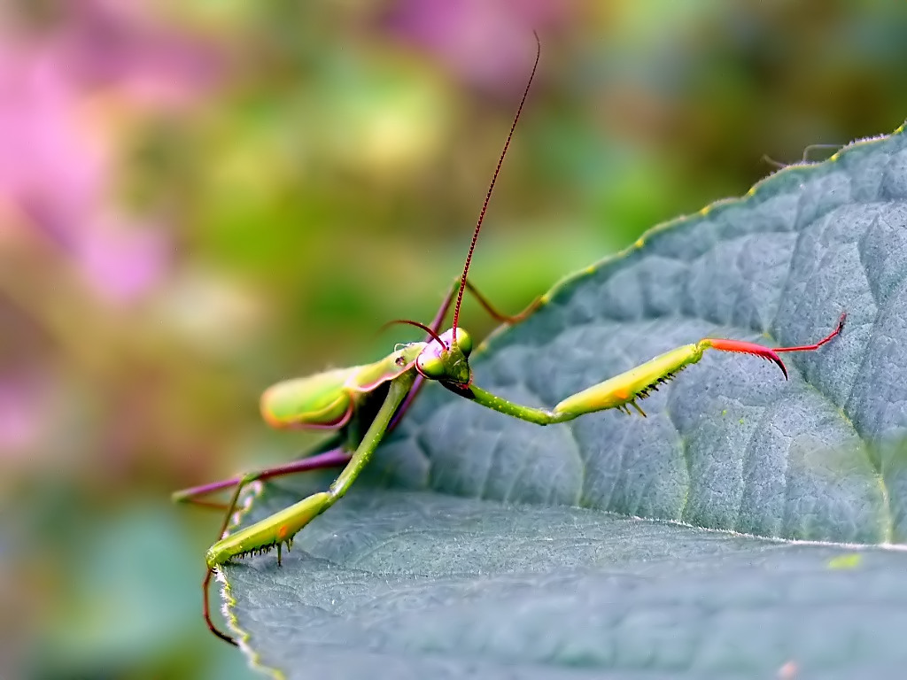 Manty...al ritorno dalla discoteca....