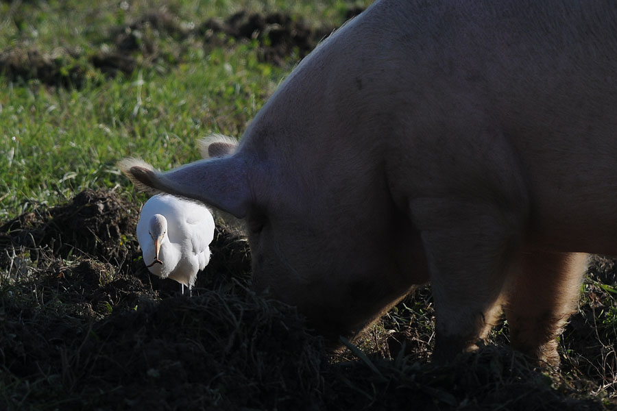 te scavi io mangio!!