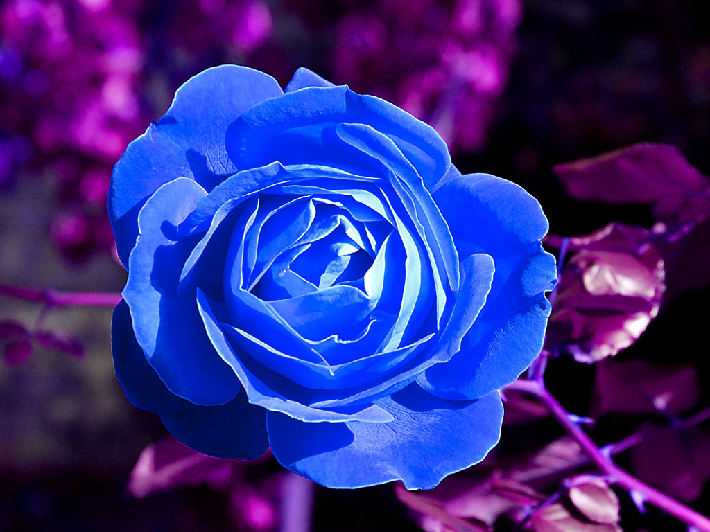 Una roba blu (Michele Zarrillo ...)