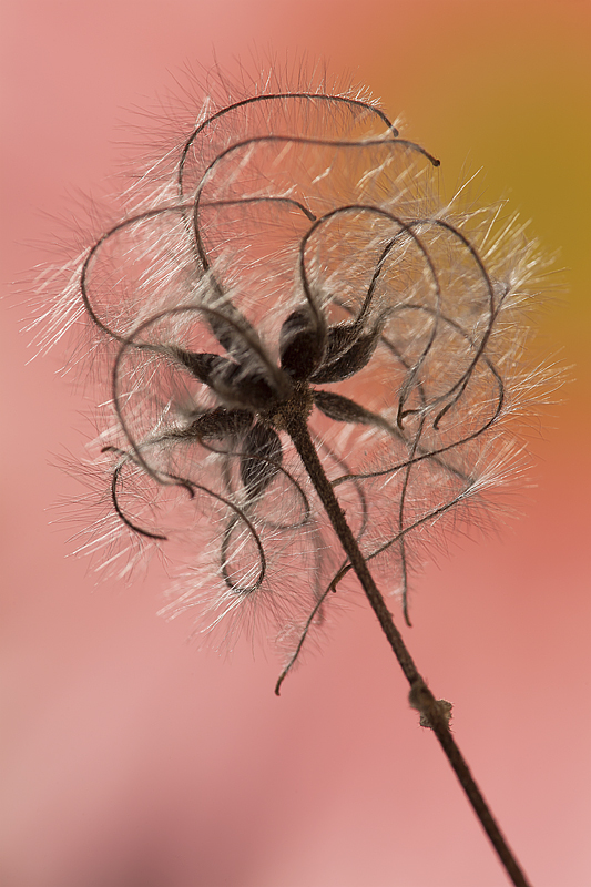 astrattismi floreali