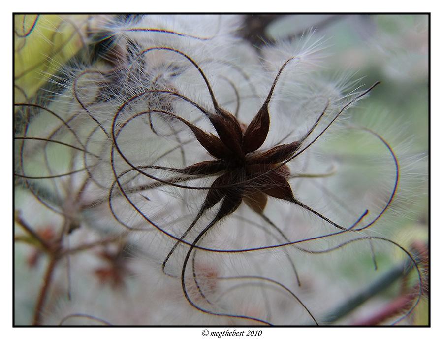 la sinuosit� in natura