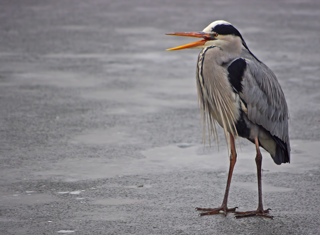 Airone #1: Urlo agghiacciante