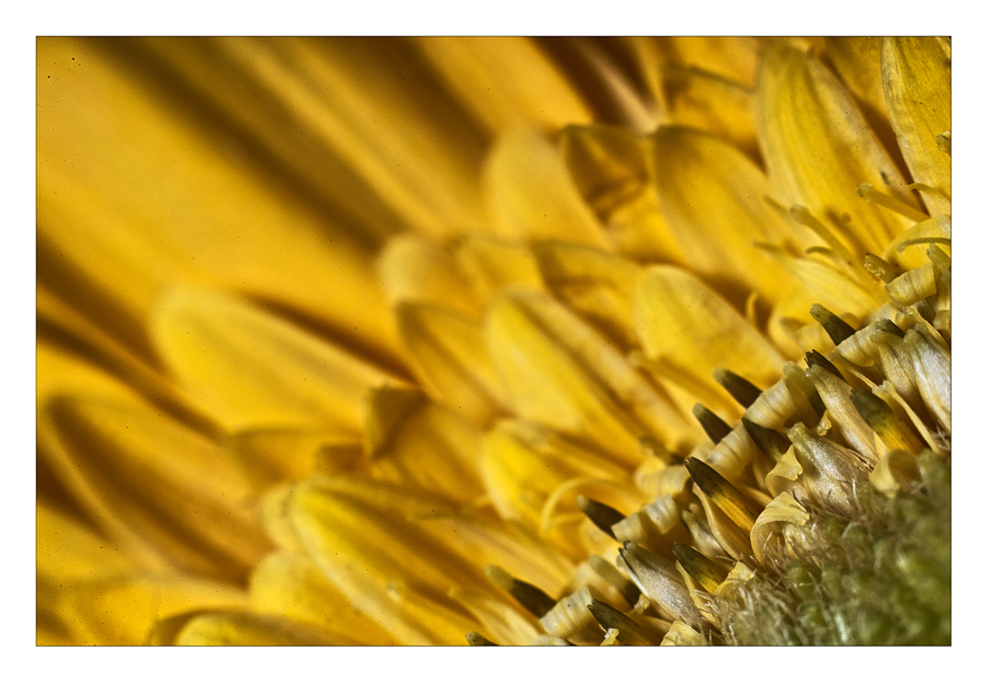 All'interno del fiore