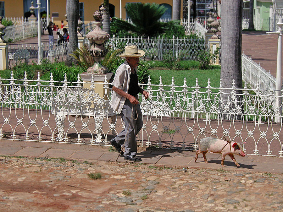 CUBA animali domestici...