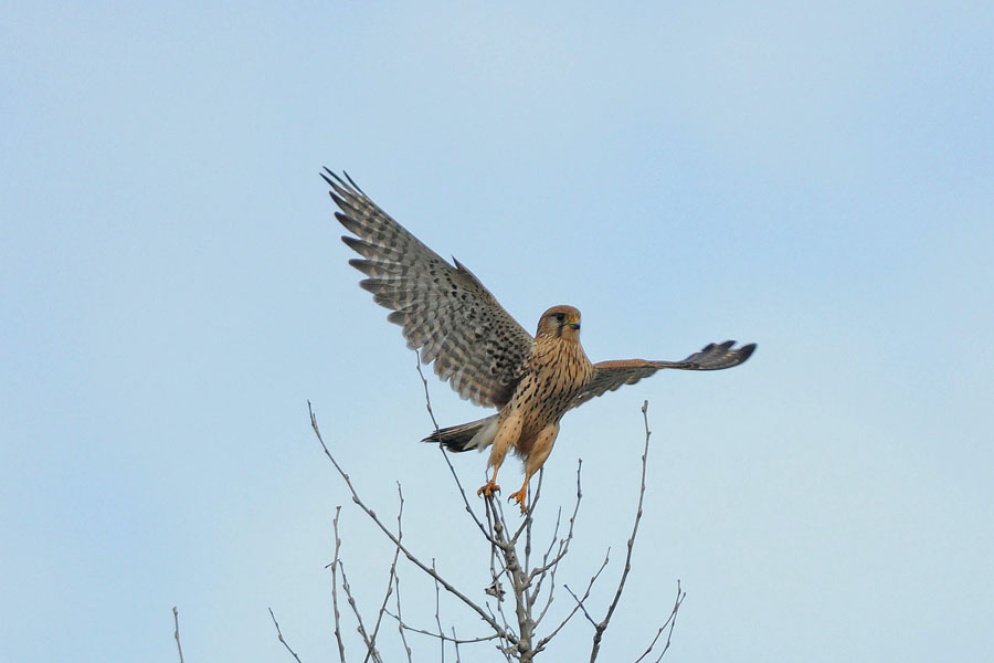il signore della piana