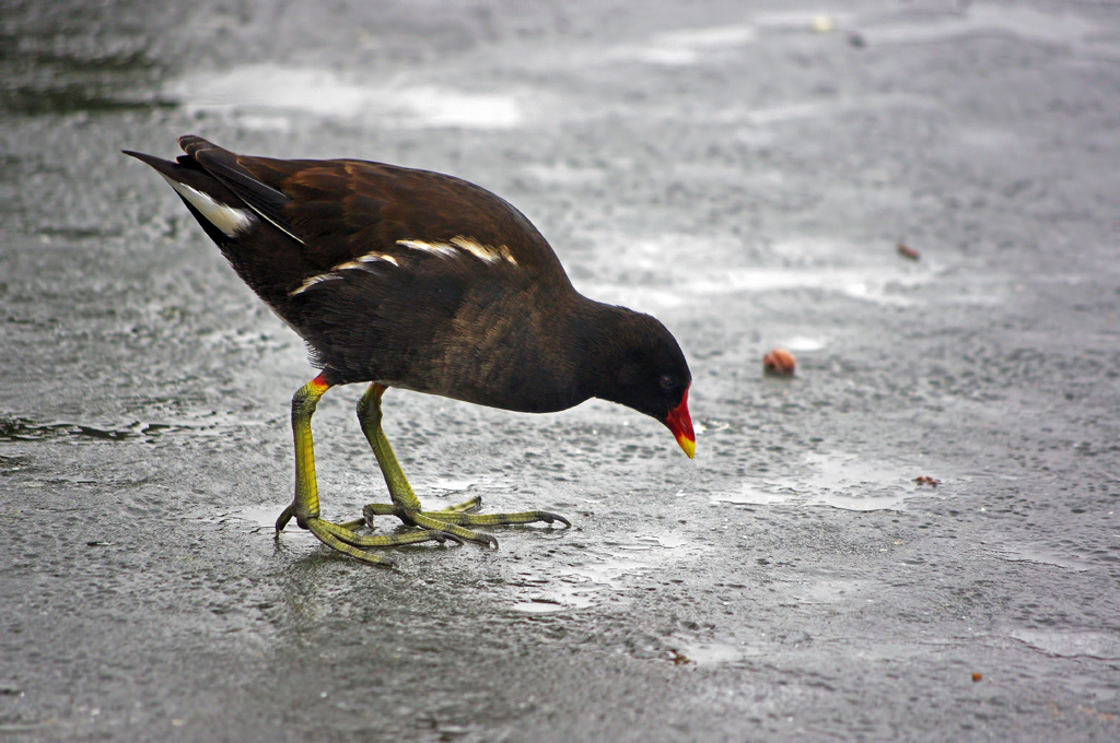 Gallinella #1: Che mi mangio?