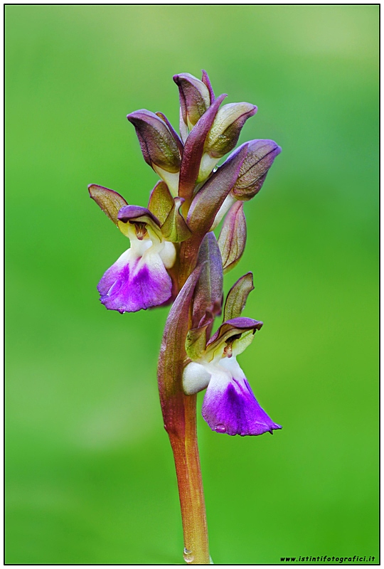 Anacamptis collina