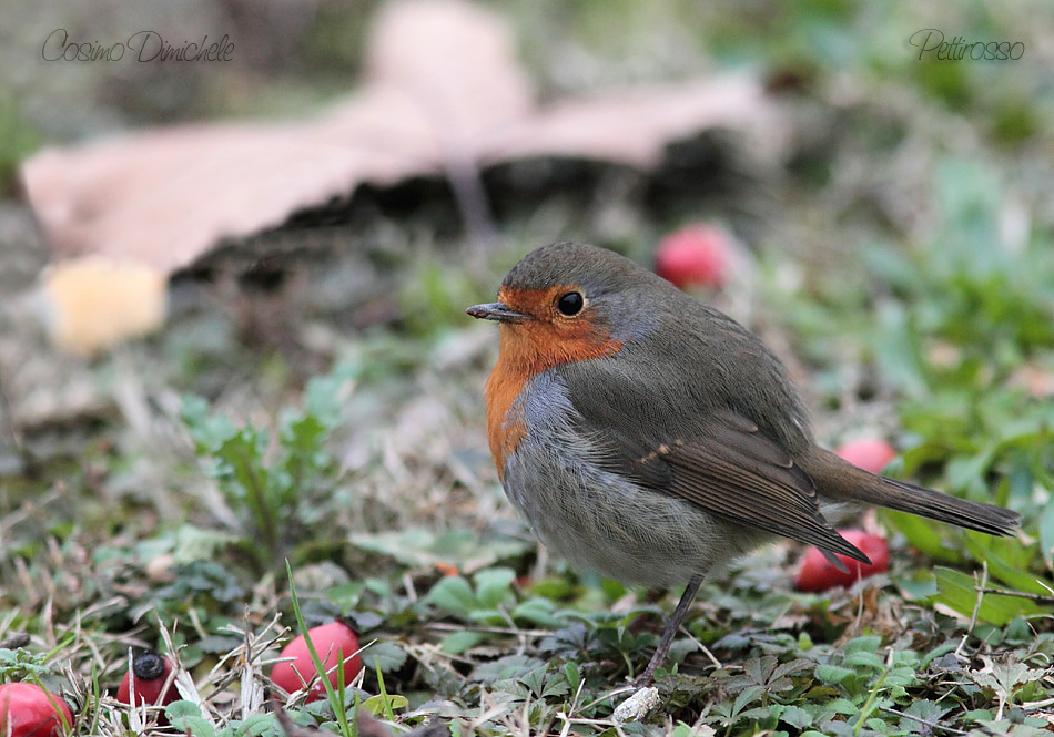 Pettirosso