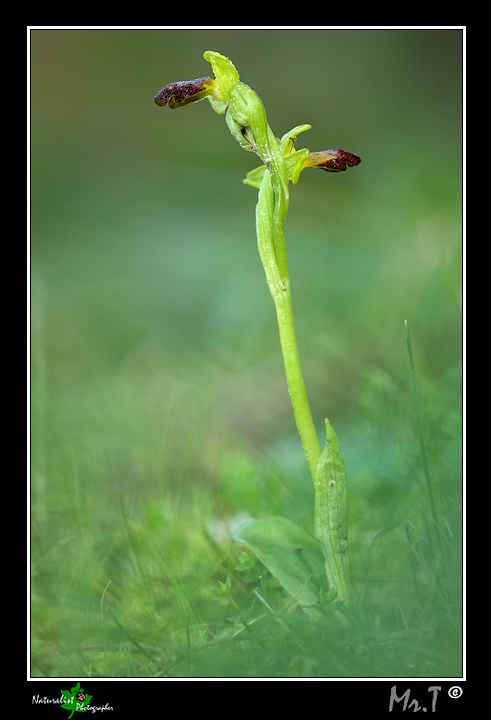 ...Ophrys lupercalis...