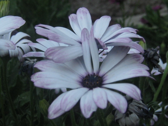 abbracciarsi semplicemente