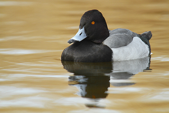 MORETTA GRIGIA.......