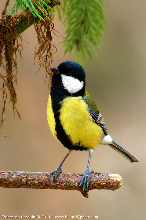 Cinciallegra - Parus major