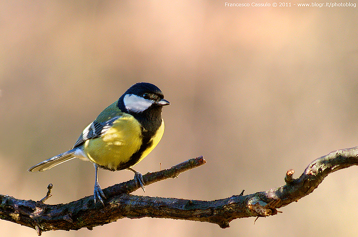 Cinciallegra - Parus major