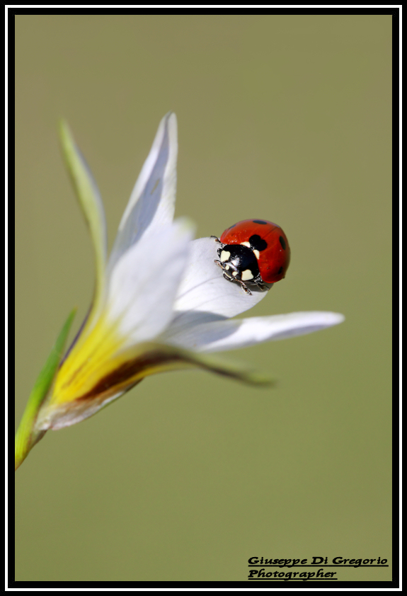 coccinella...