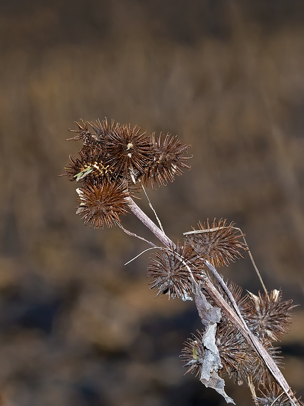 velcro....naturale!!