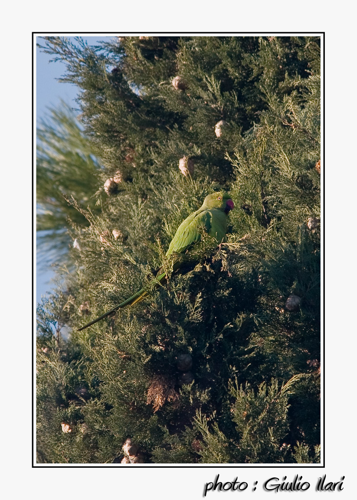 Pappagallo di Roma