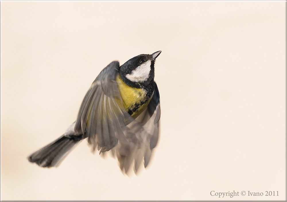 Cinciallegra dinamica