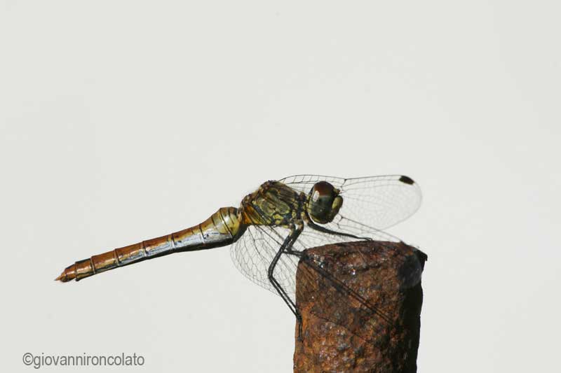 libellula