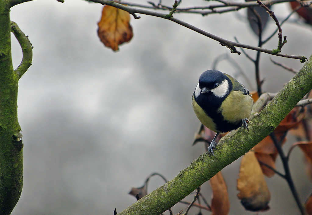 Cinciallegra #2: la giallona