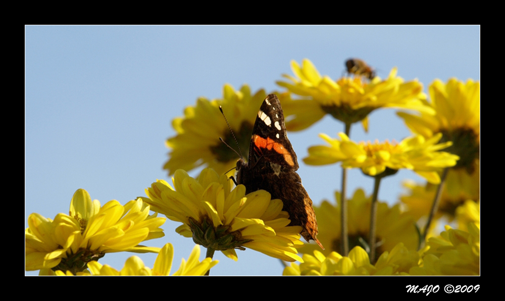 Butterfly Vatalanta n.2