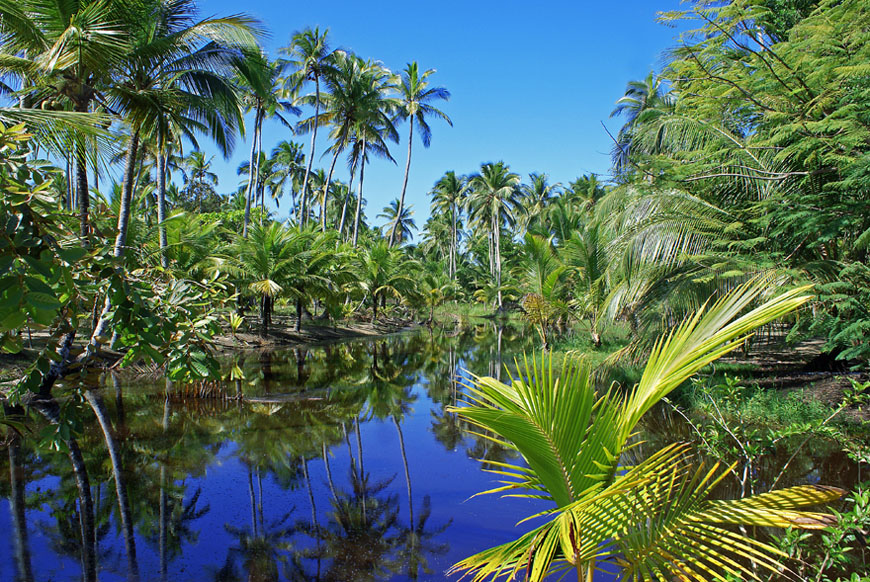 La caotica giungla Brasiliana