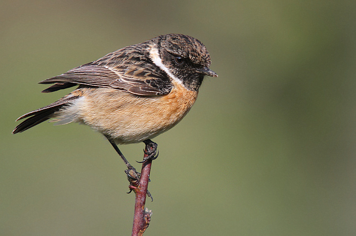 MASCHIETTO DI SALTIMPALO