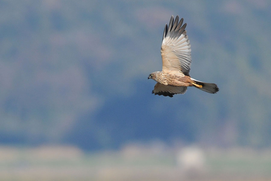falco di palude nel sole