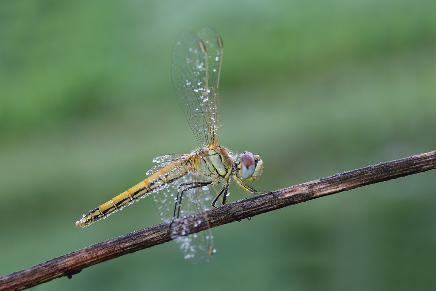 Sympetrum fonscolombii