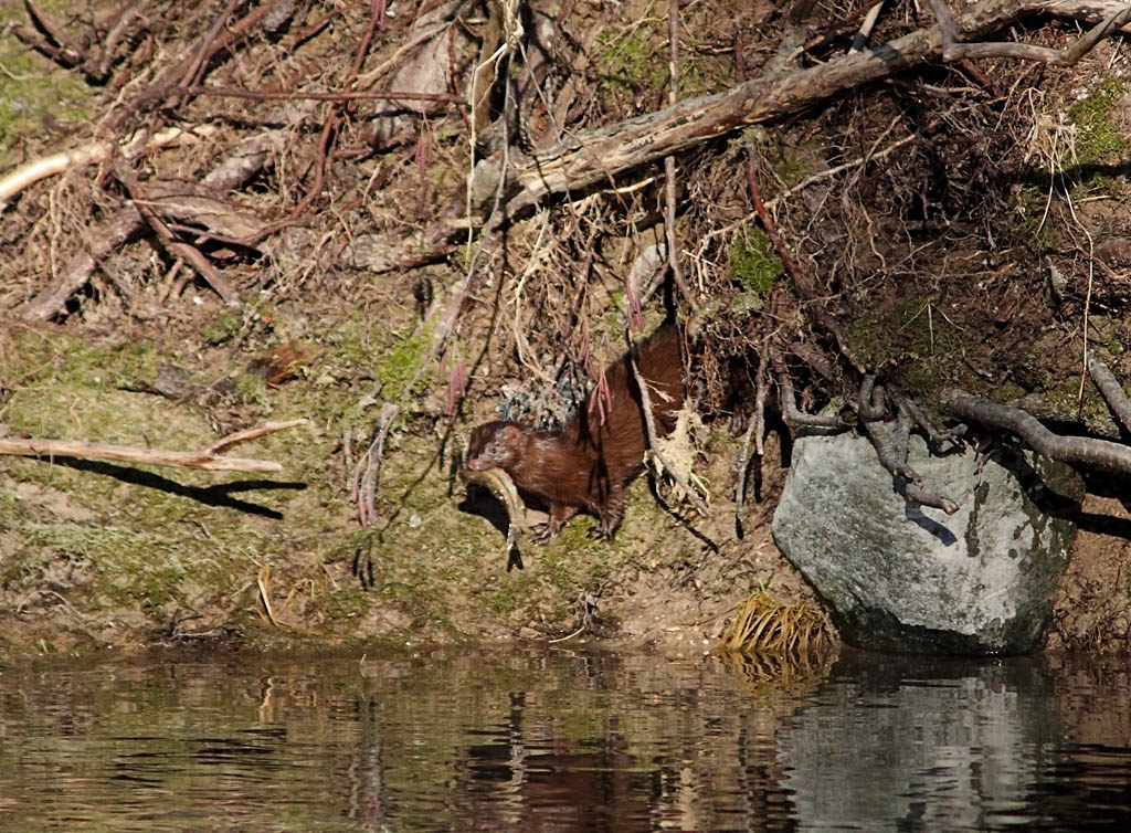 Visone americano con preda