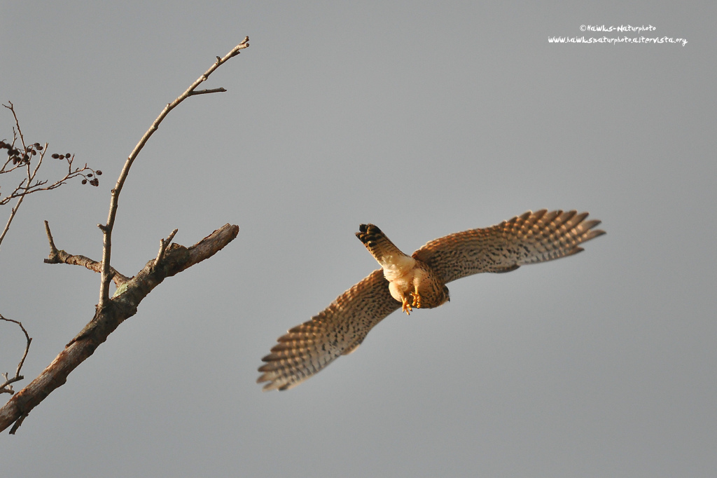 Gheppio(Falco tinnunculus)  Il  Balzo