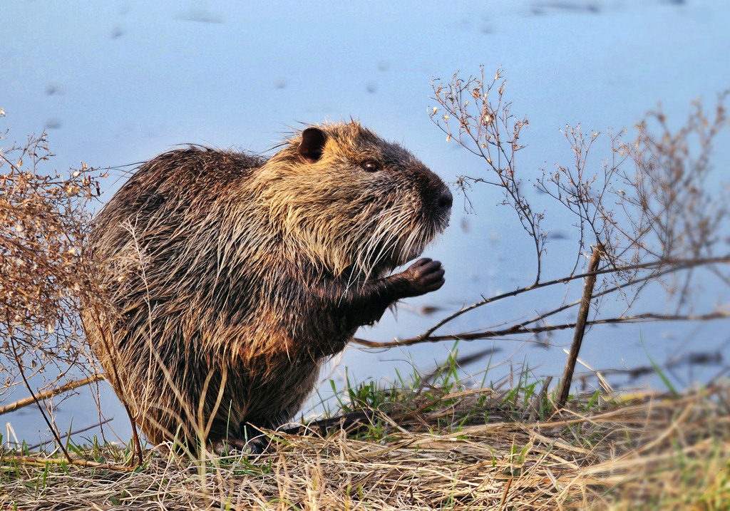 nutria