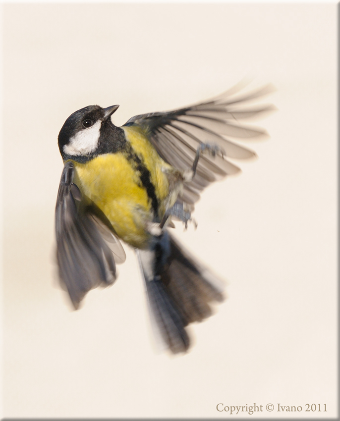 Un'altra cinciallegra