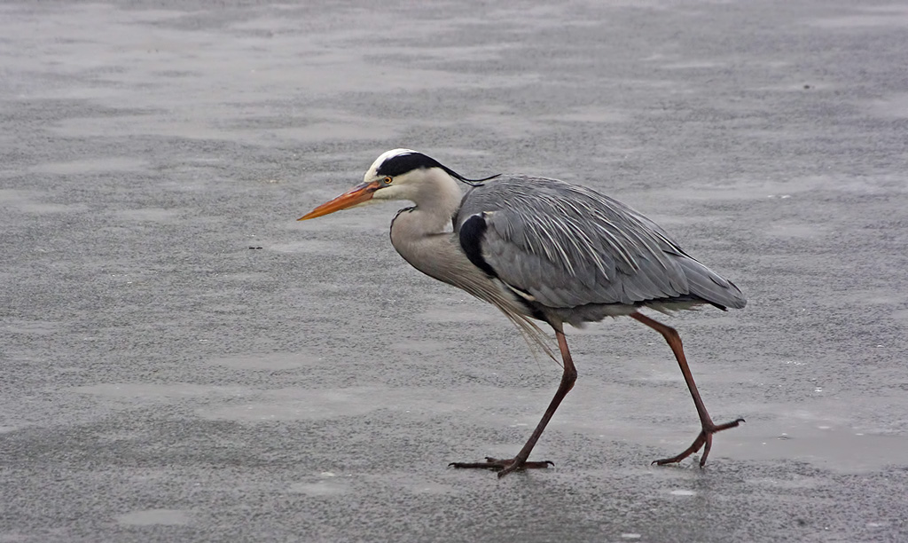Cenerino #2: Passeggio