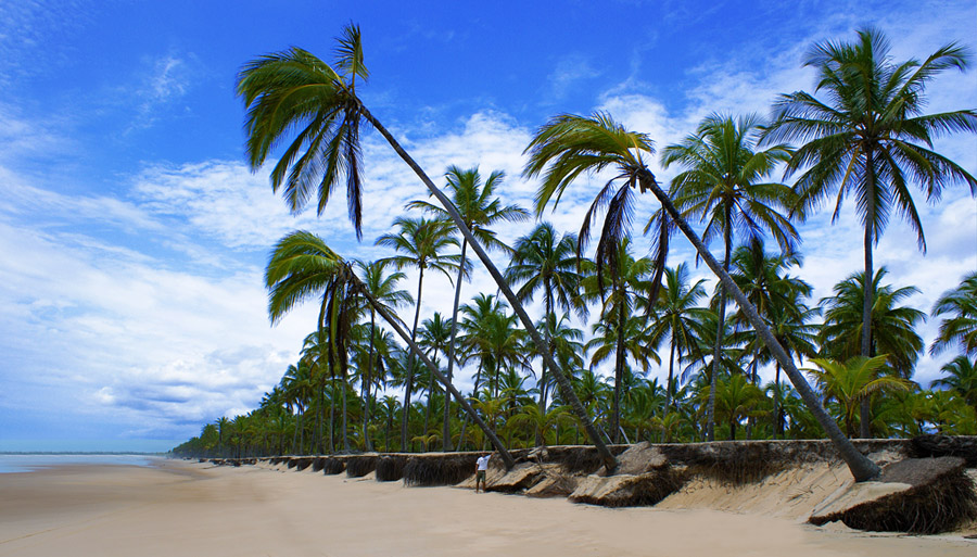 Io che salvo le palme :-)