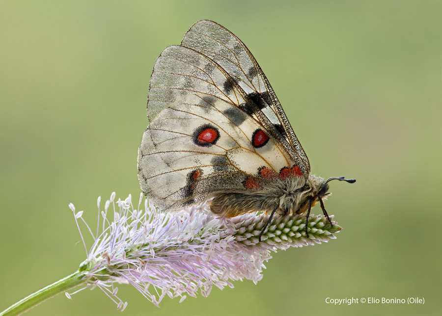 Farfalla apollo (Parnassius apollo)