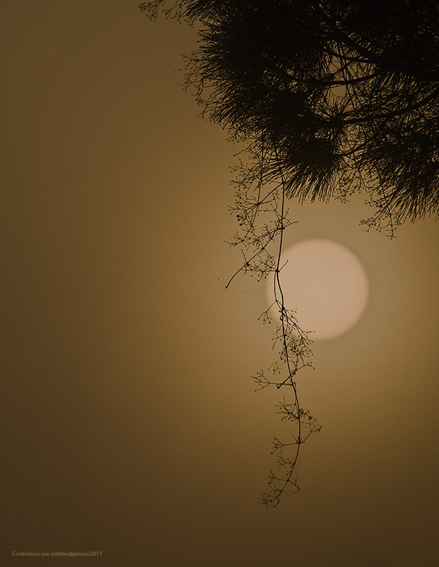 Controluce con nebbia