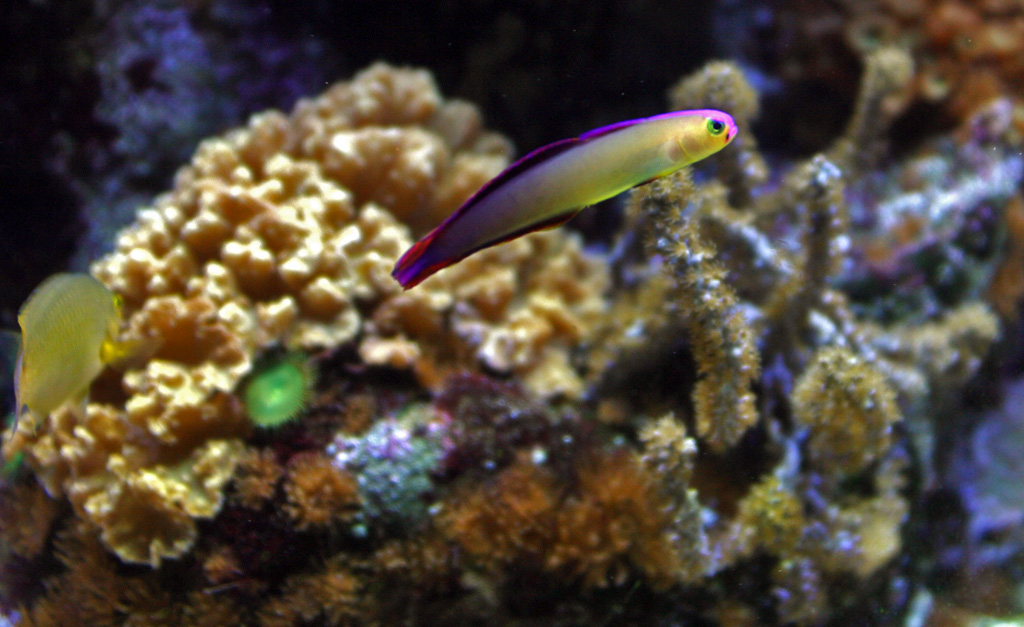 Pesciolino con lo sguardo feroce